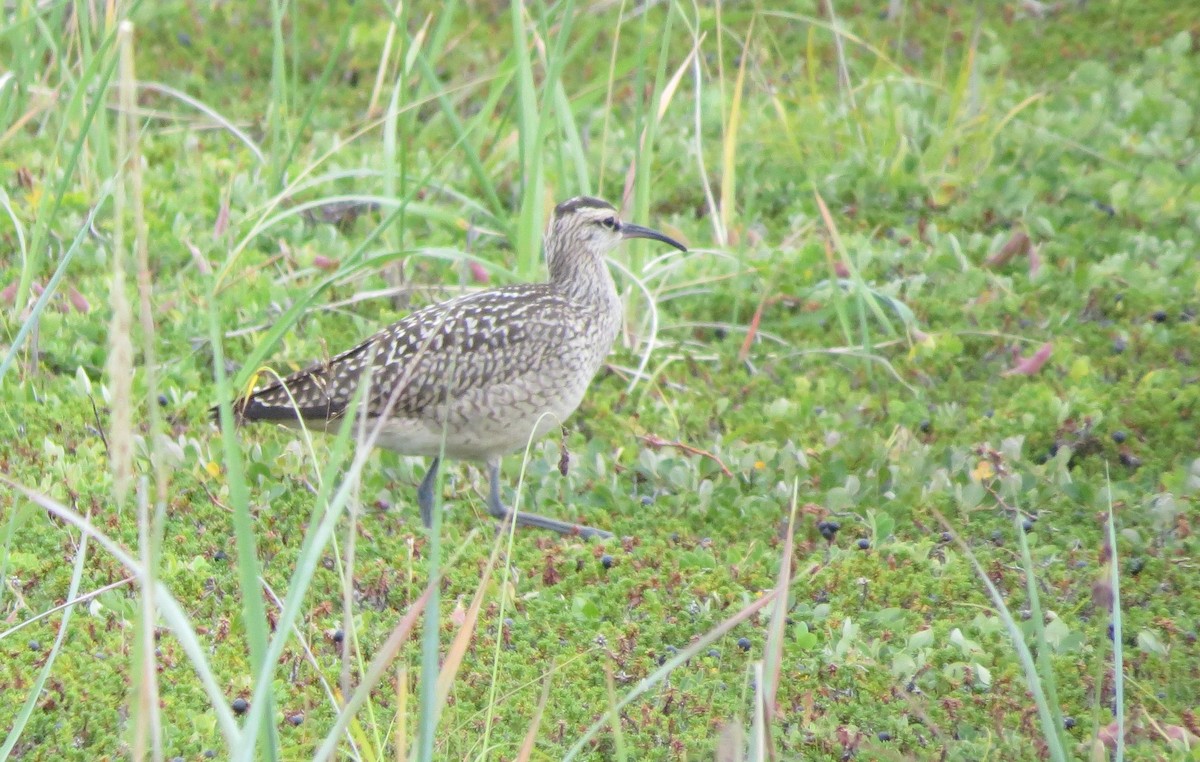 Regenbrachvogel - ML110322541