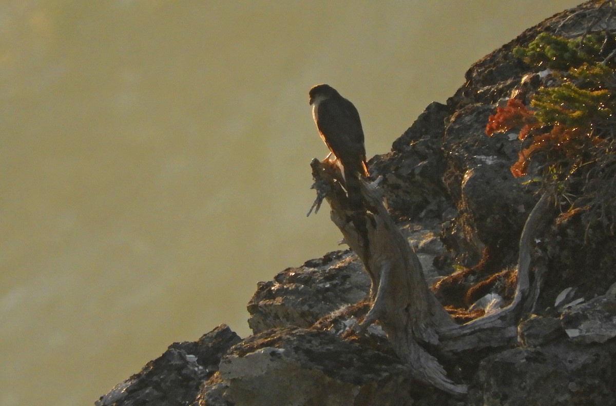 Sharp-shinned Hawk - ML110323101