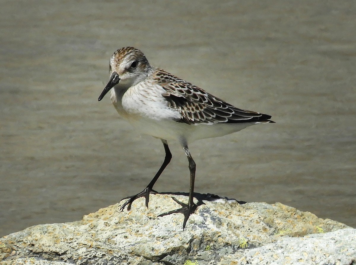 Western Sandpiper - ML110325211