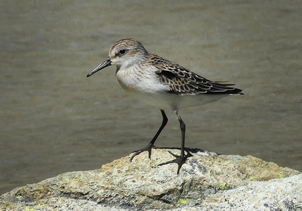 Western Sandpiper - ML110325221