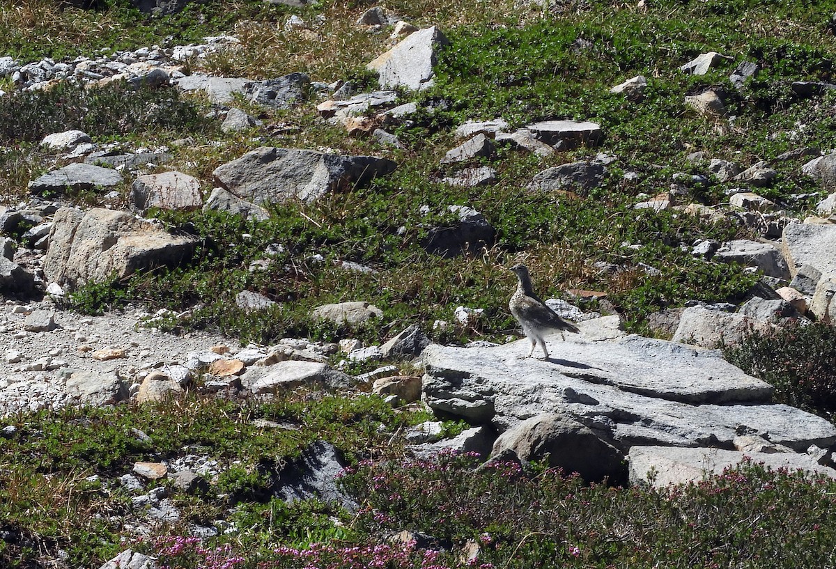 White-tailed Ptarmigan - ML110325501