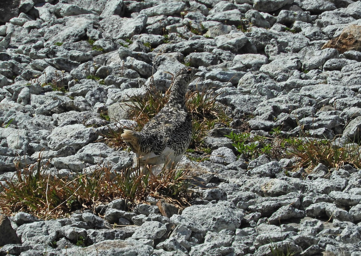 White-tailed Ptarmigan - ML110325551
