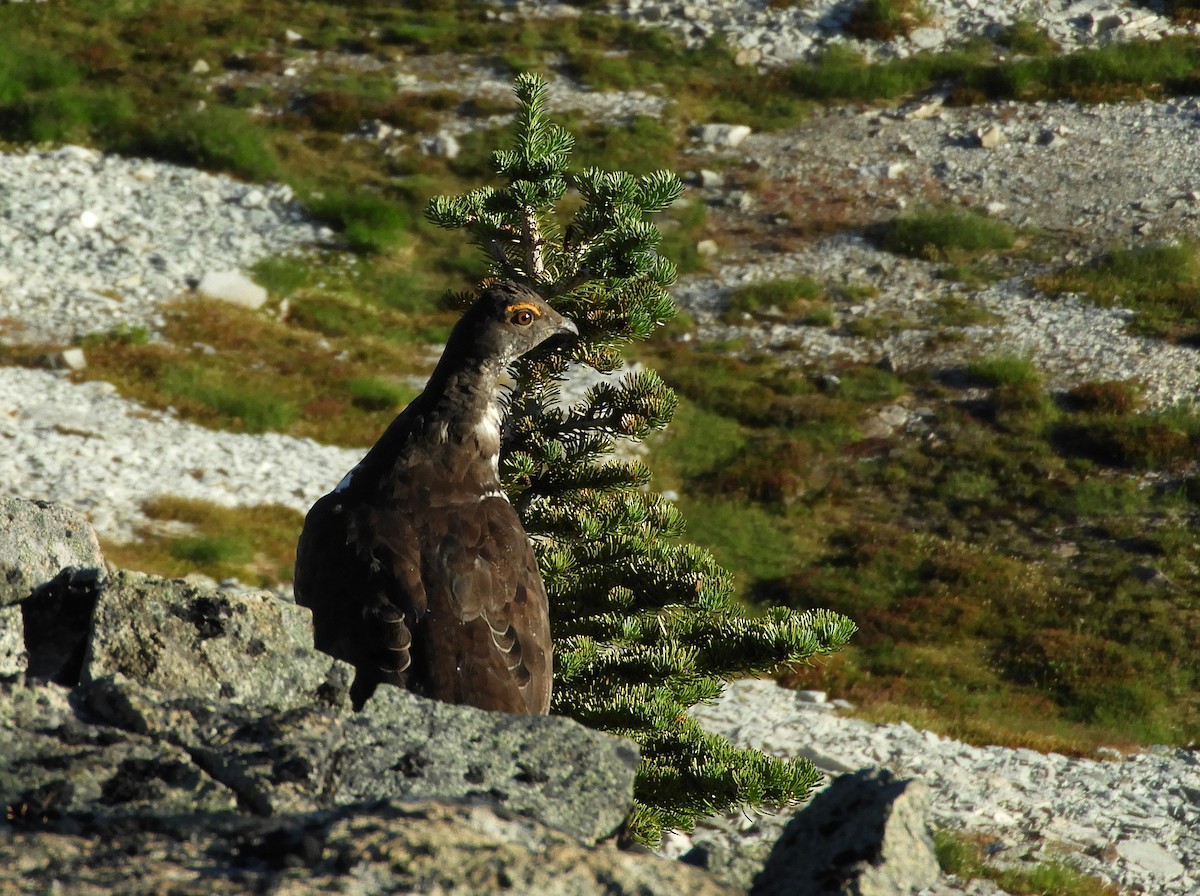 Sooty Grouse - ML110325701