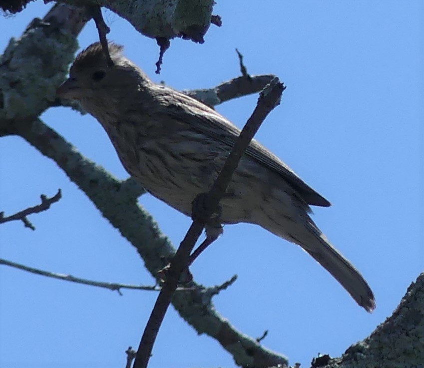 House Finch - ML110325771