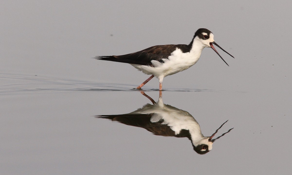 Black-necked Stilt - ML110327111