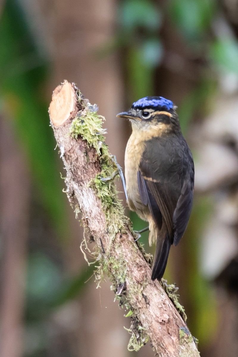 Blue-capped Ifrita - ML110328381