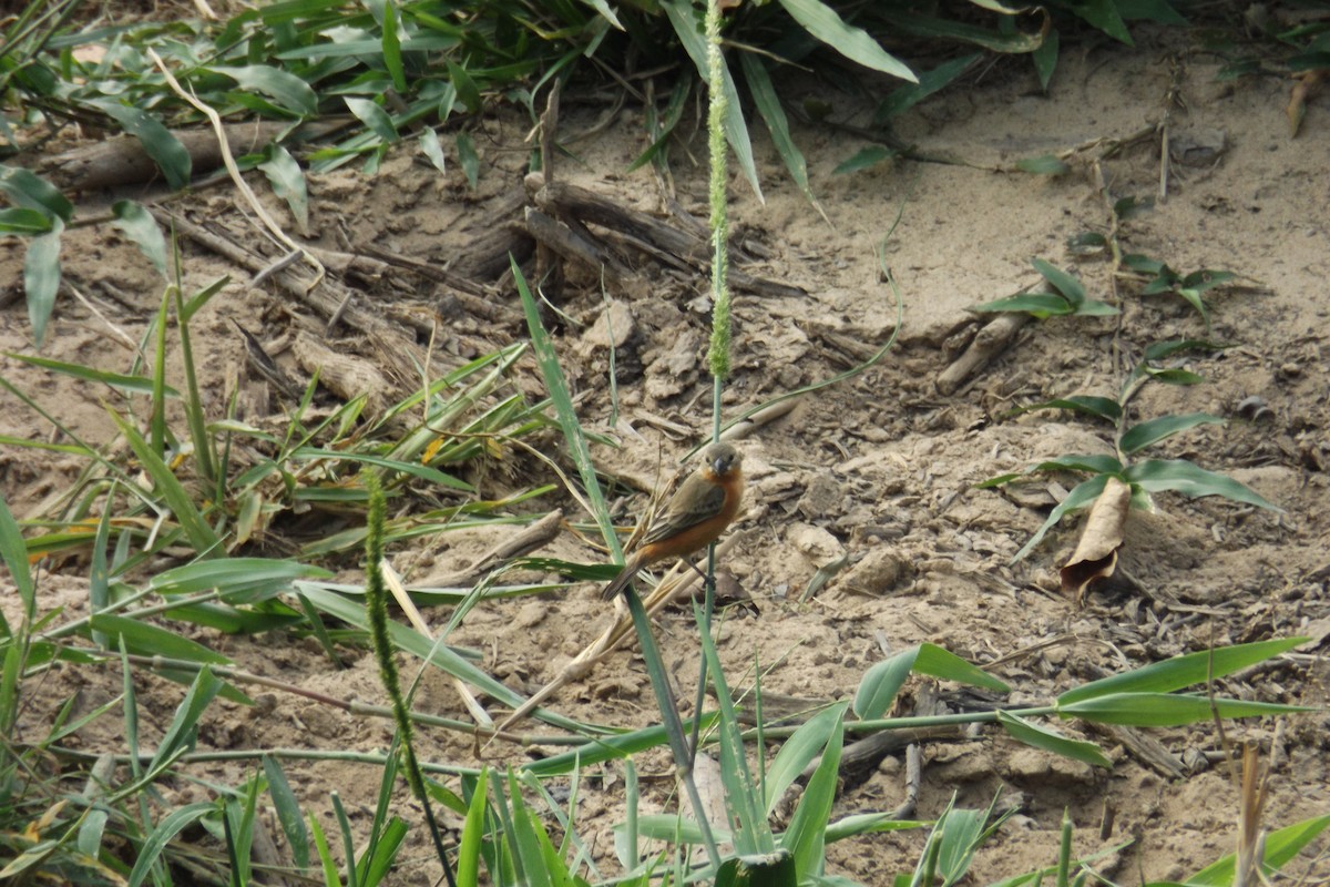 Ruddy-breasted Seedeater - Julián Clavijo Bustos