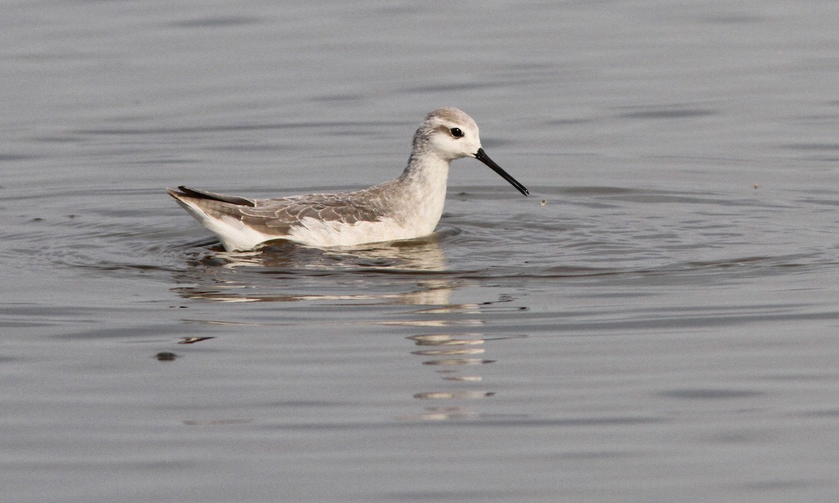 Wilson's Phalarope - ML110328711