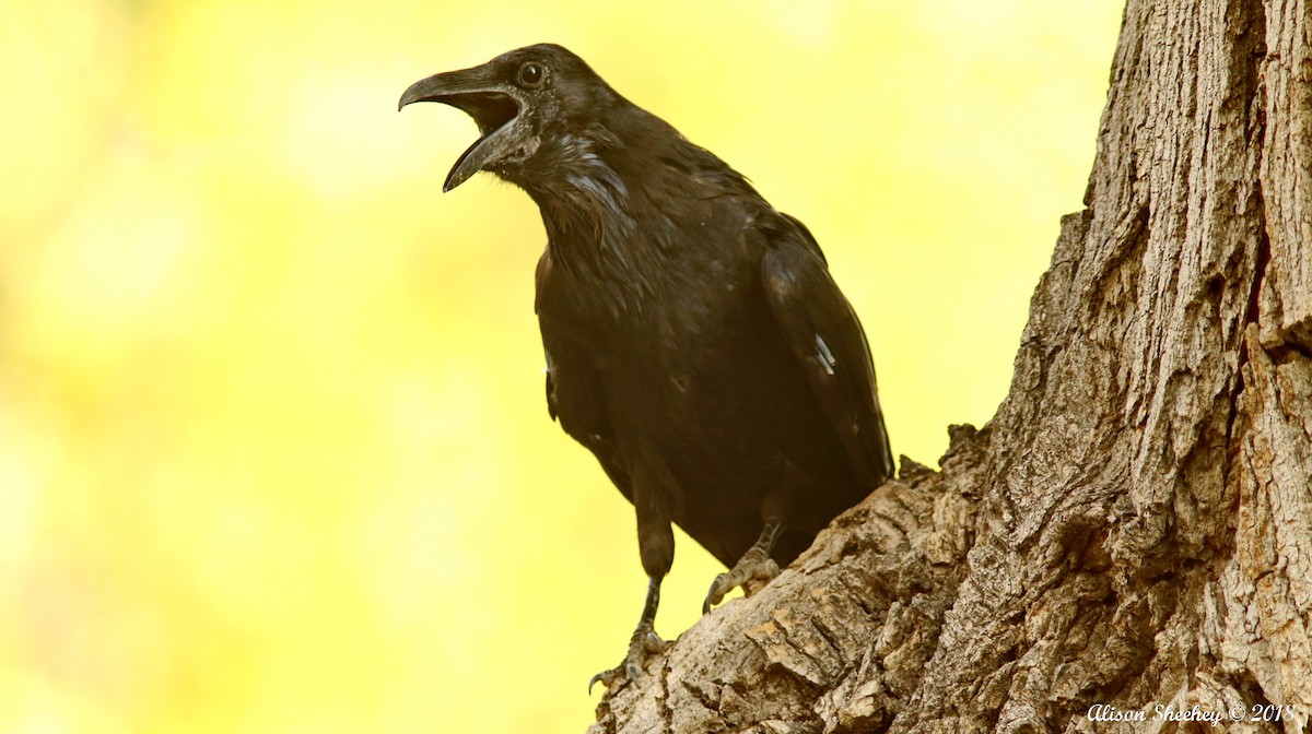 Common Raven - ML110329701