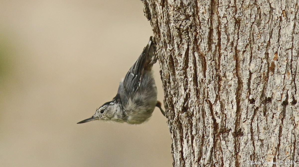 Trepador Pechiblanco (aculeata/alexandrae) - ML110329801