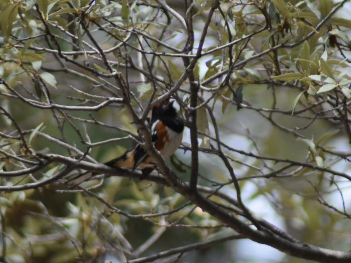 Spotted Towhee - ML110329981