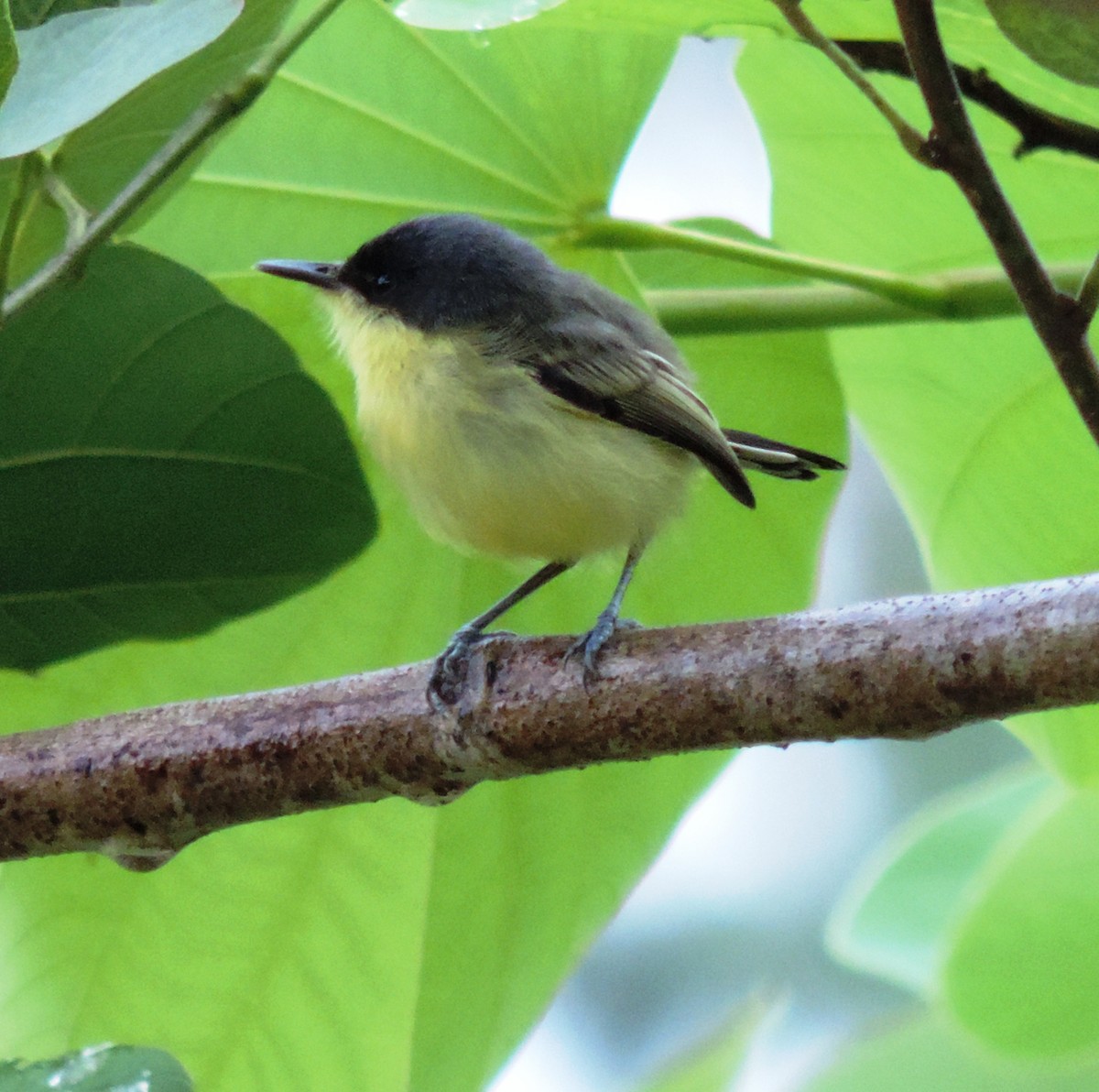 Common Tody-Flycatcher - ML110330011