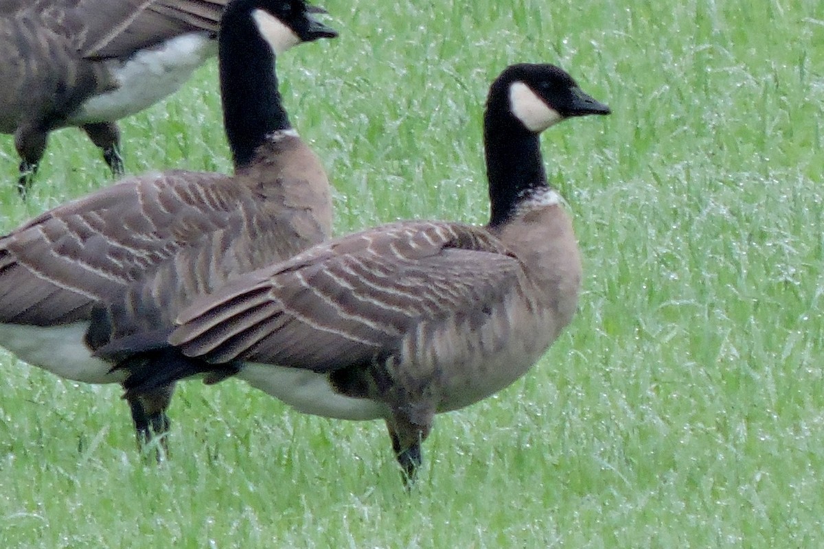 Cackling Goose - James Gray