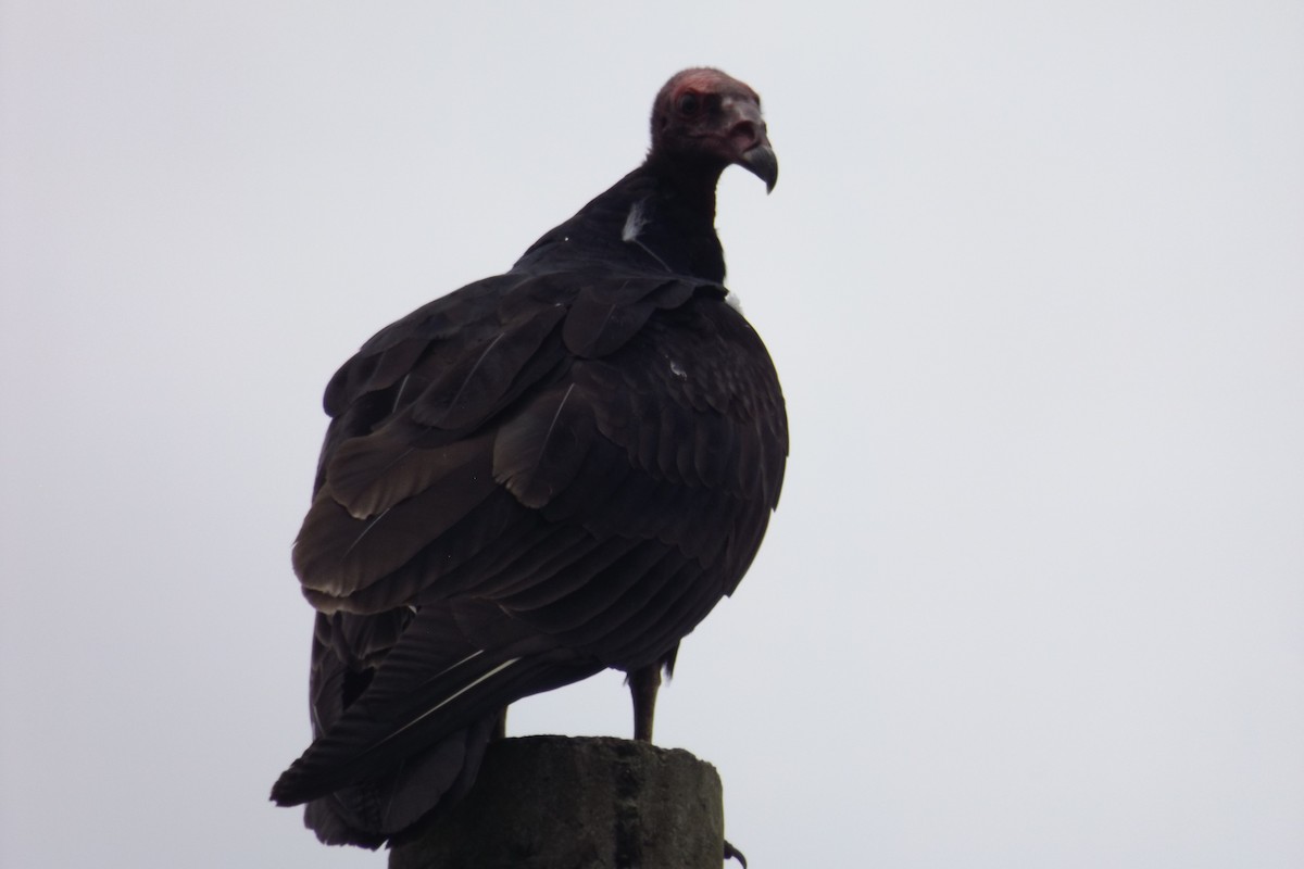 Turkey Vulture - Julián Clavijo Bustos
