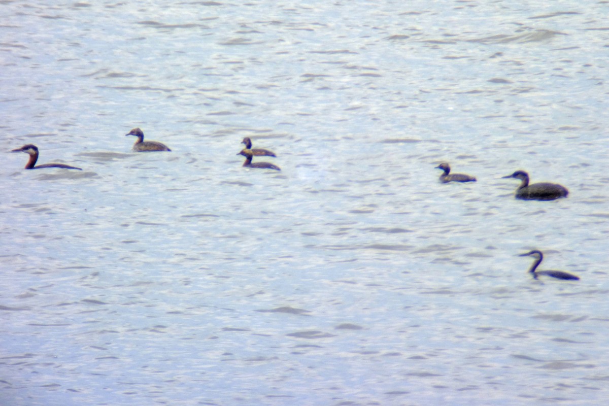 Horned Grebe - ML110334141