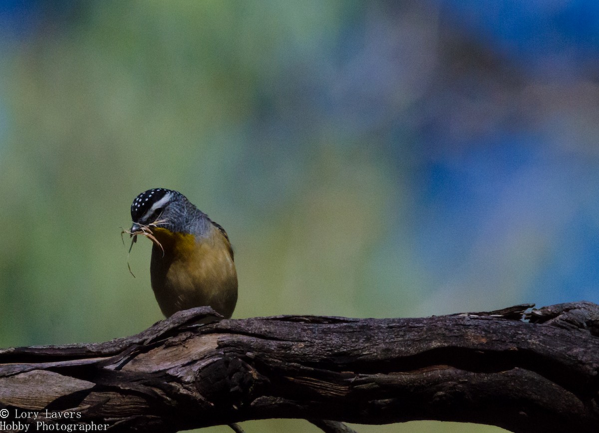 Spotted Pardalote - ML110335421