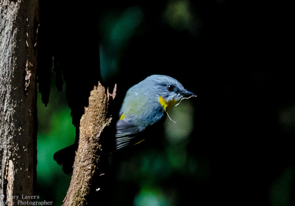 Eastern Yellow Robin - ML110335501