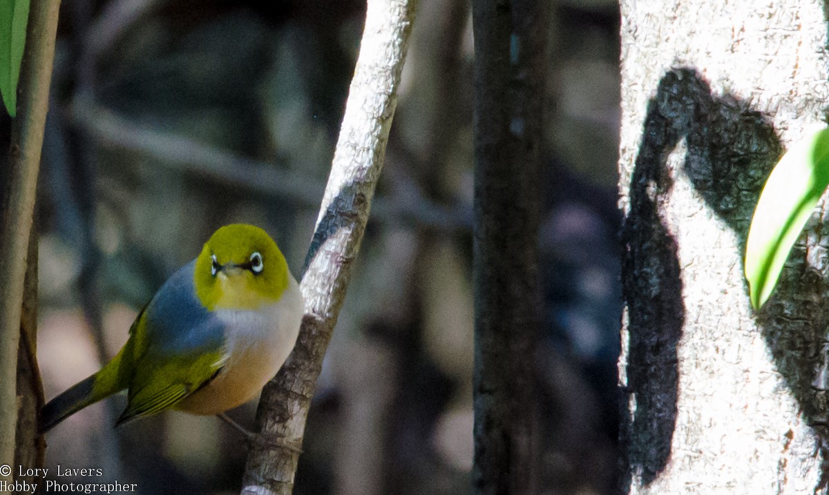 Silvereye - ML110335521