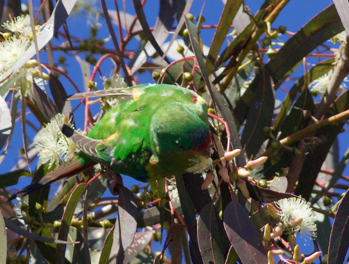 Swift Parrot - Liam Murphy