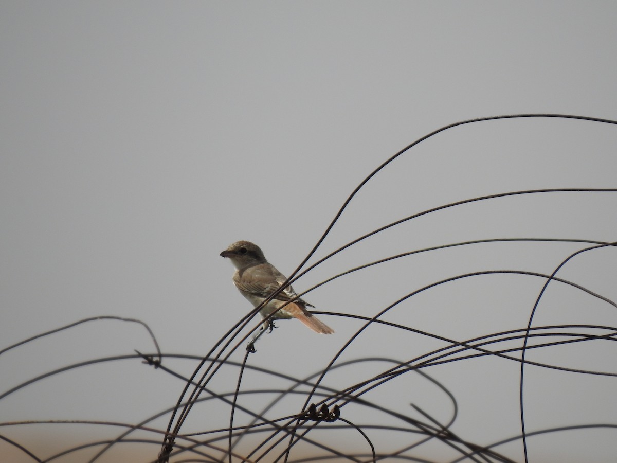 Isabelline Shrike - ML110335721