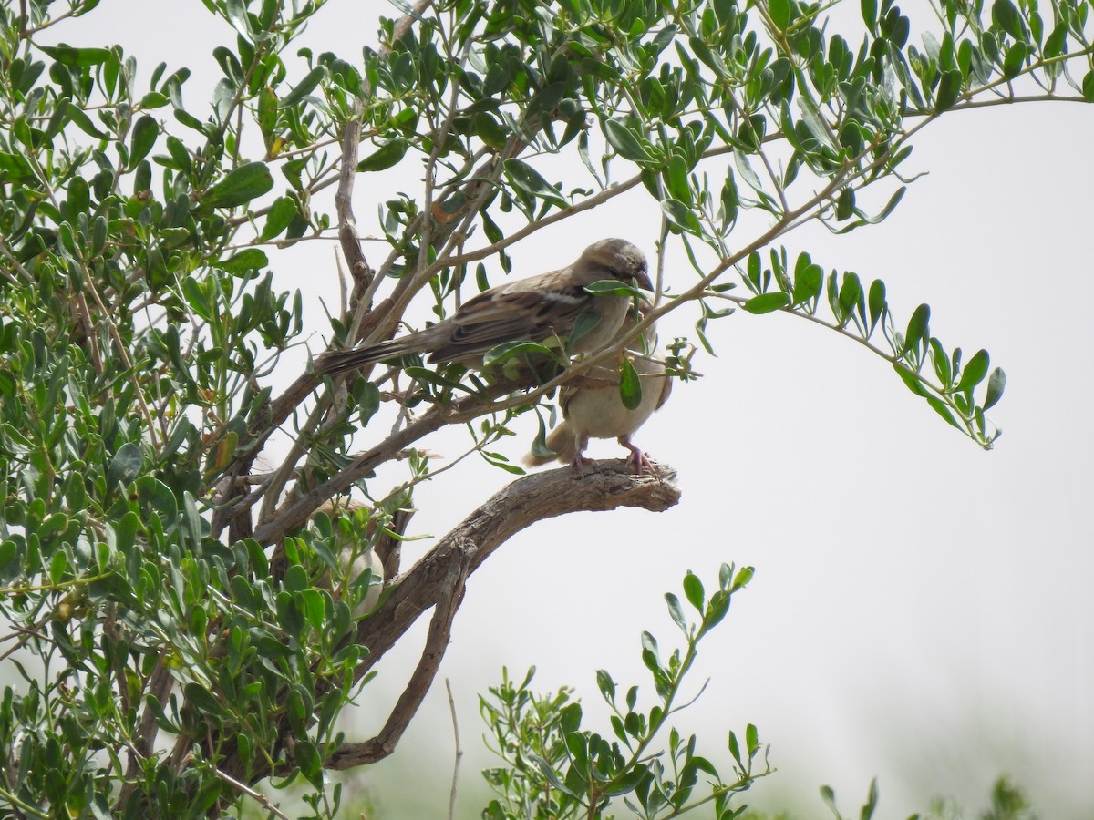 Saxaul Sparrow - ML110335741