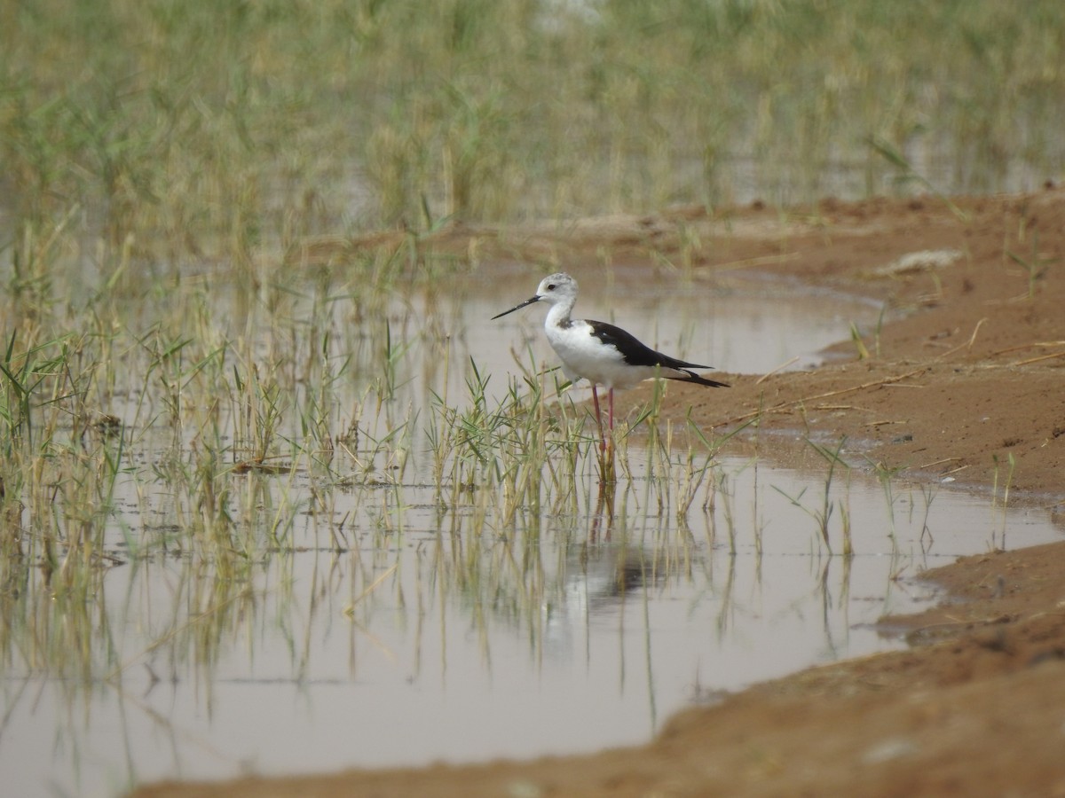 Black-winged Stilt - ML110335801