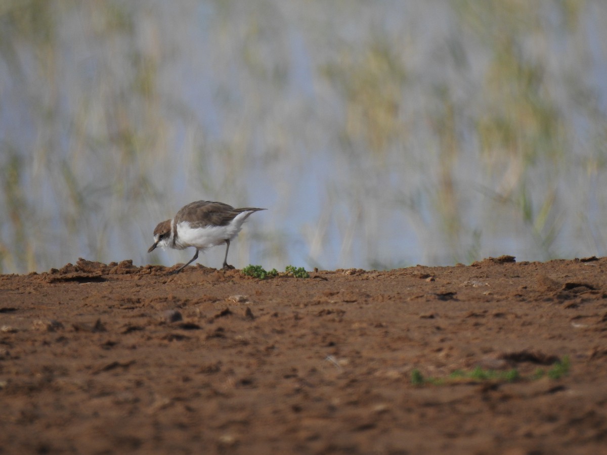 Kentish Plover - ML110335831