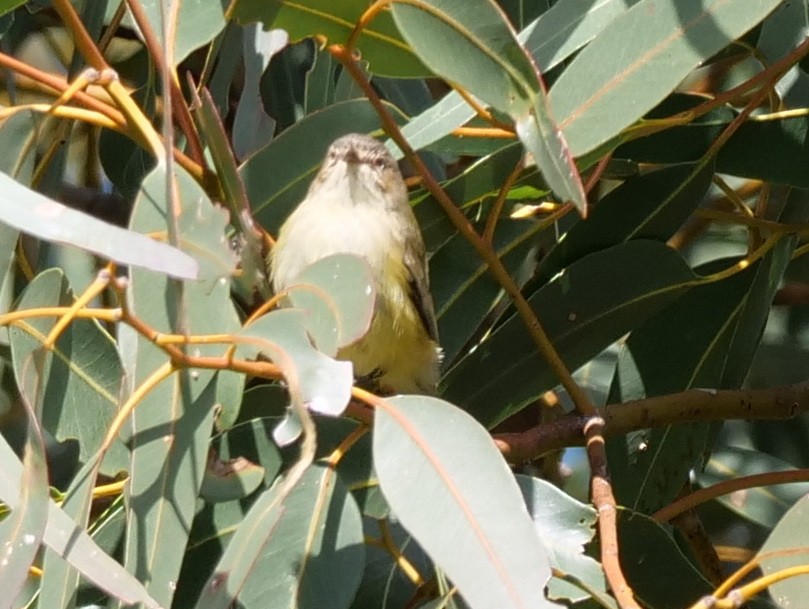 Weebill - ML110335861