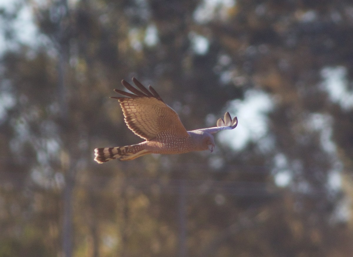 Spotted Harrier - ML110338541