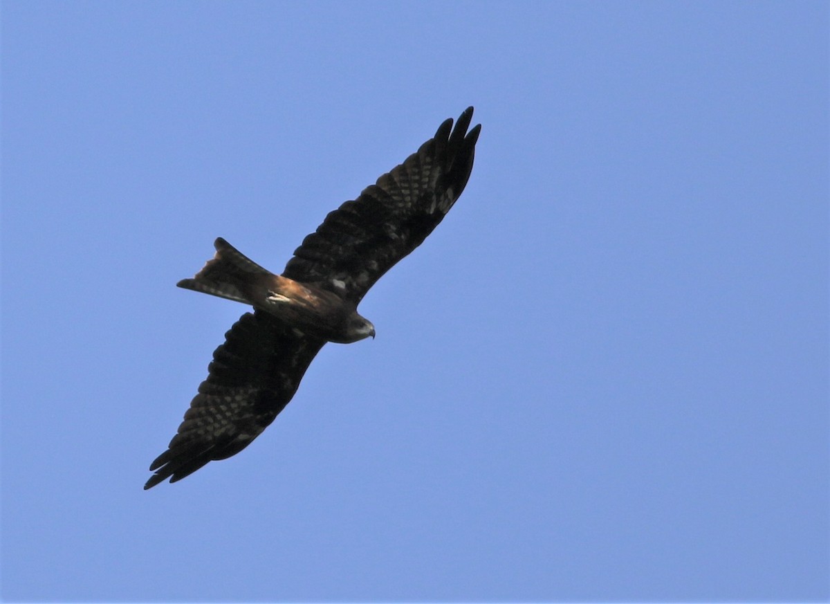 Black Kite - ML110339871