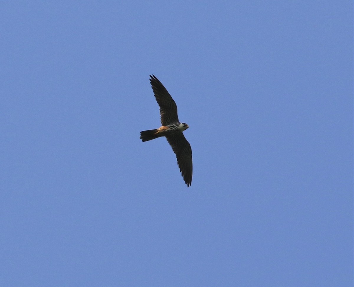 Eurasian Hobby - ML110339881