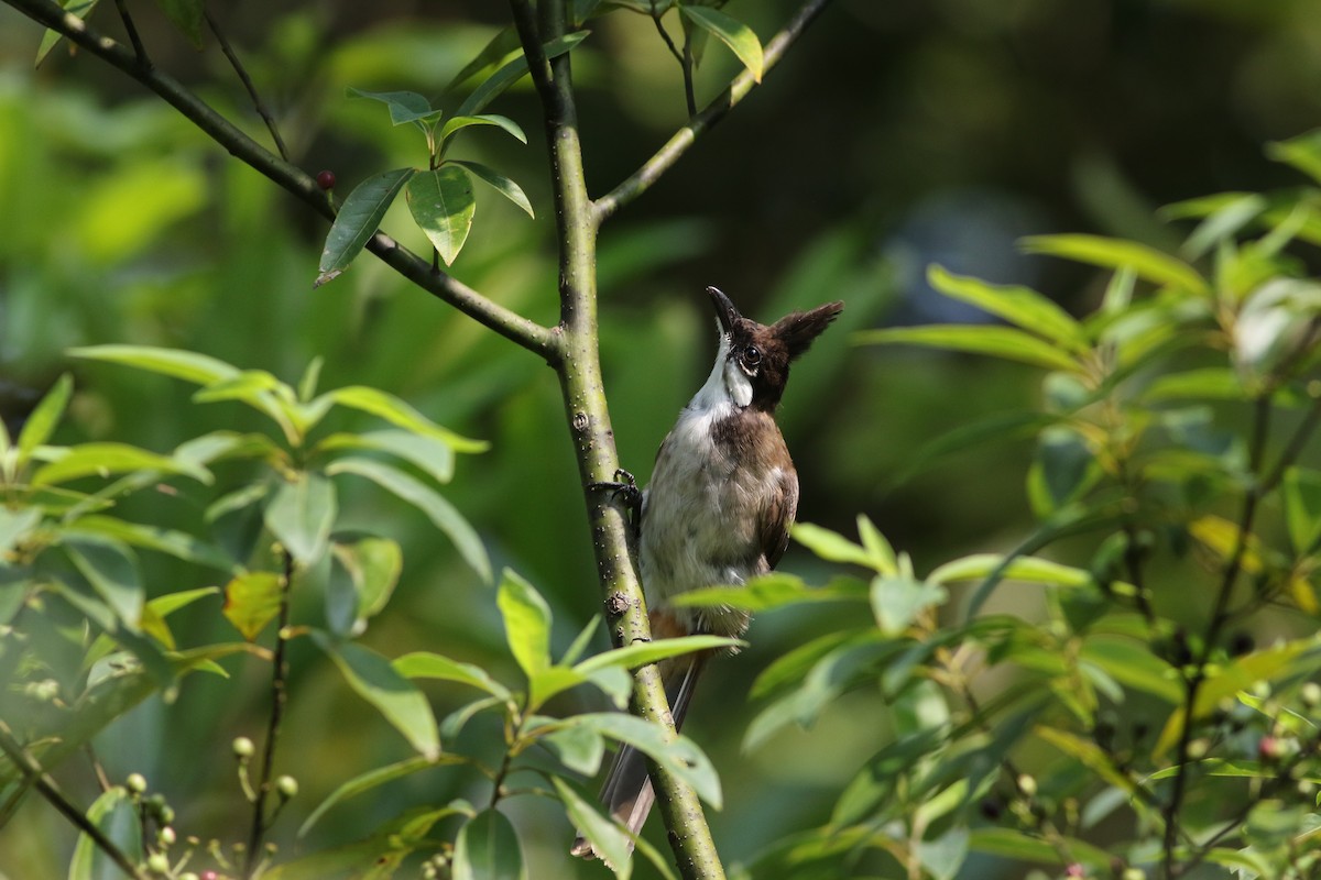 Red-whiskered Bulbul - ML110339901