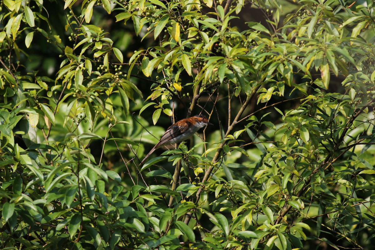 Chestnut Bulbul - ML110339921