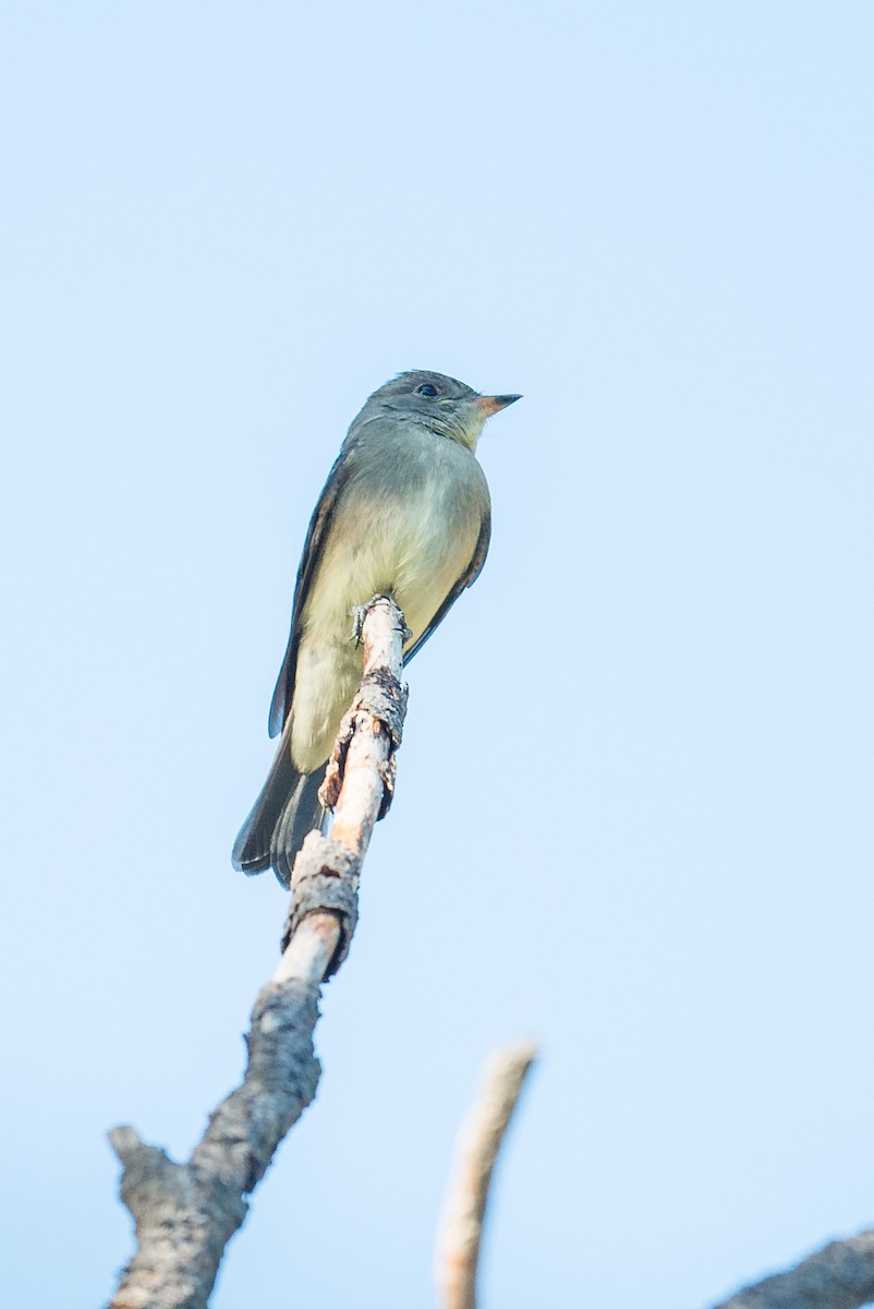 Western Wood-Pewee - ML110341671