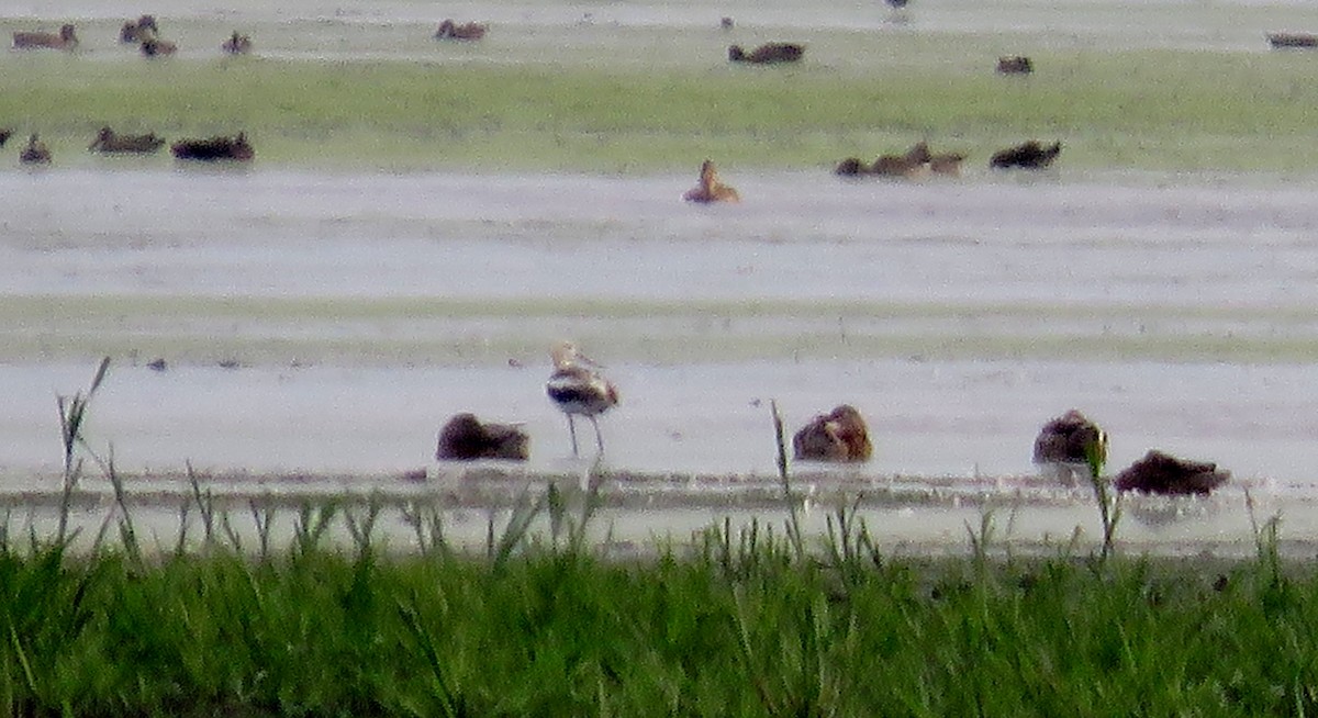 American Avocet - ML110342561