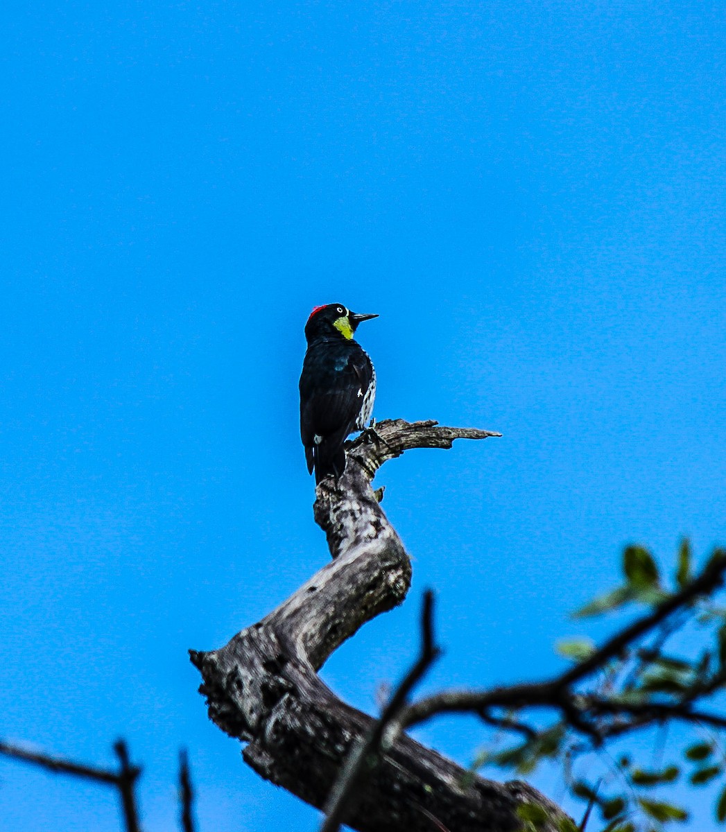 datel sběrač - ML110343441