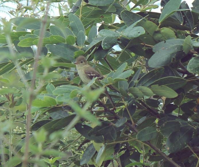 Sierran Elaenia - Oscar Camayo
