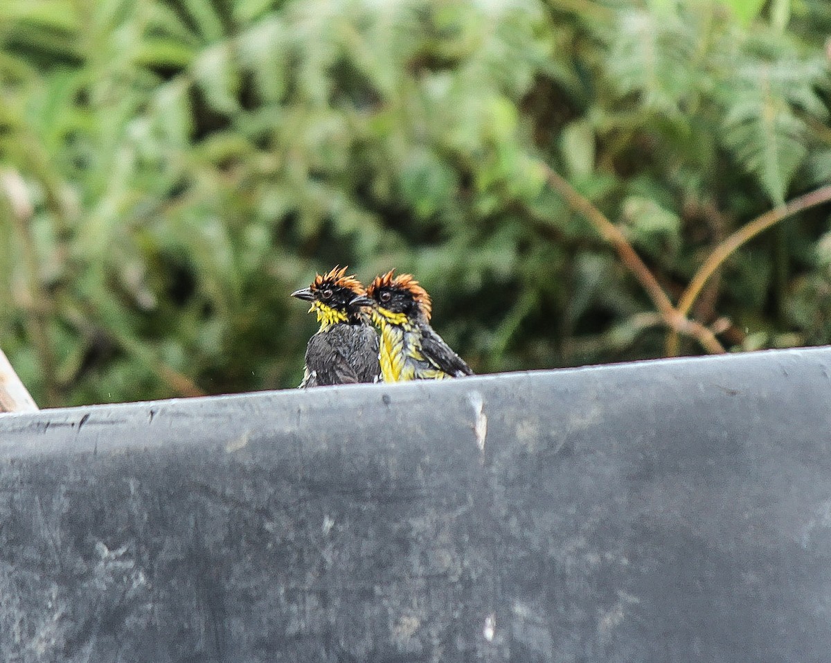Yellow-breasted Brushfinch - ML110344181