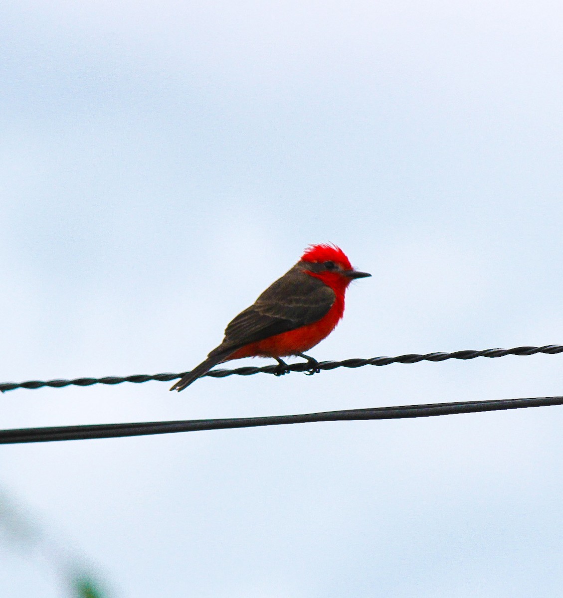 Vermilion Flycatcher - ML110344871