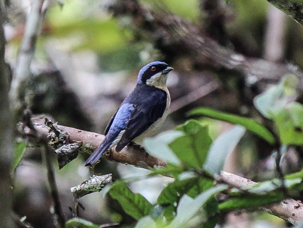 Fawn-breasted Tanager - ML110344981