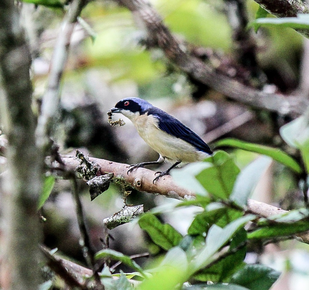 Fawn-breasted Tanager - ML110345051