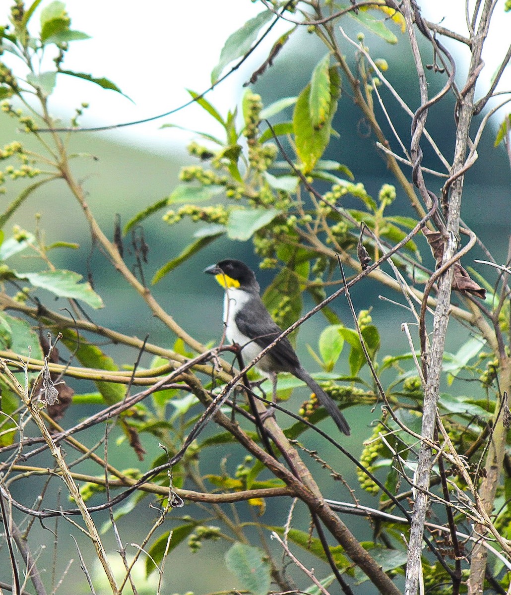 White-naped Brushfinch - ML110345121