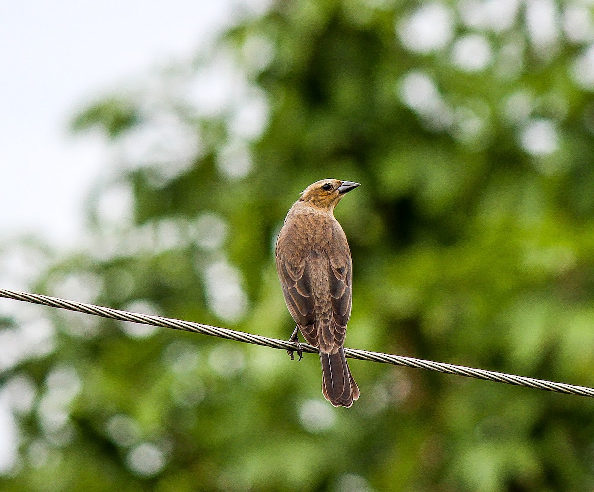 Shiny Cowbird - ML110345441