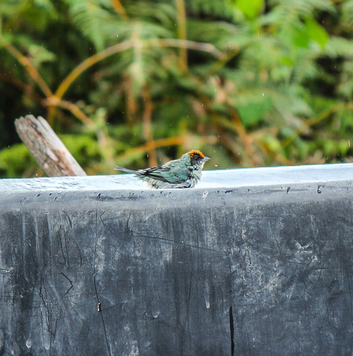 Scrub Tanager - ML110345631