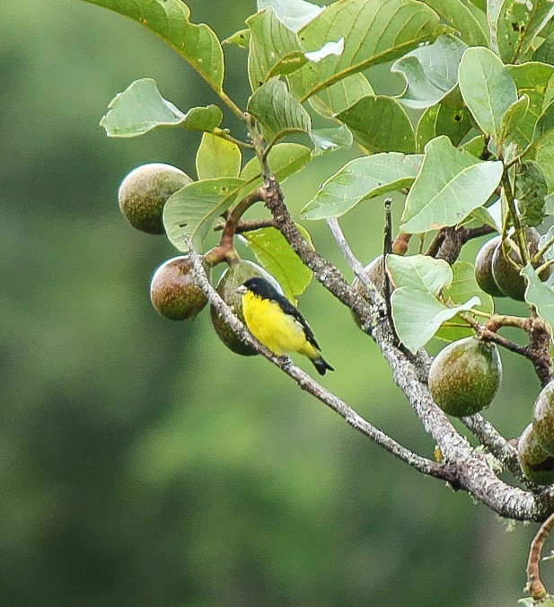 čížek černožlutý - ML110345821