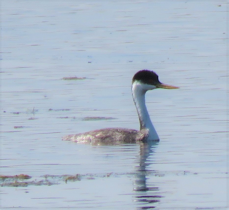 Western Grebe - Jan Thom