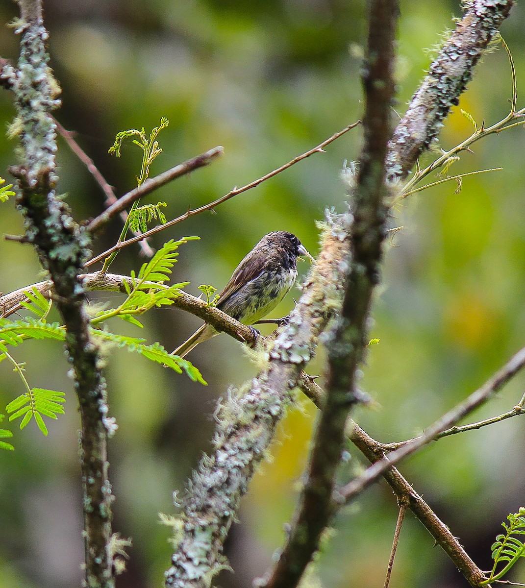 Yellow-bellied Seedeater - ML110345881