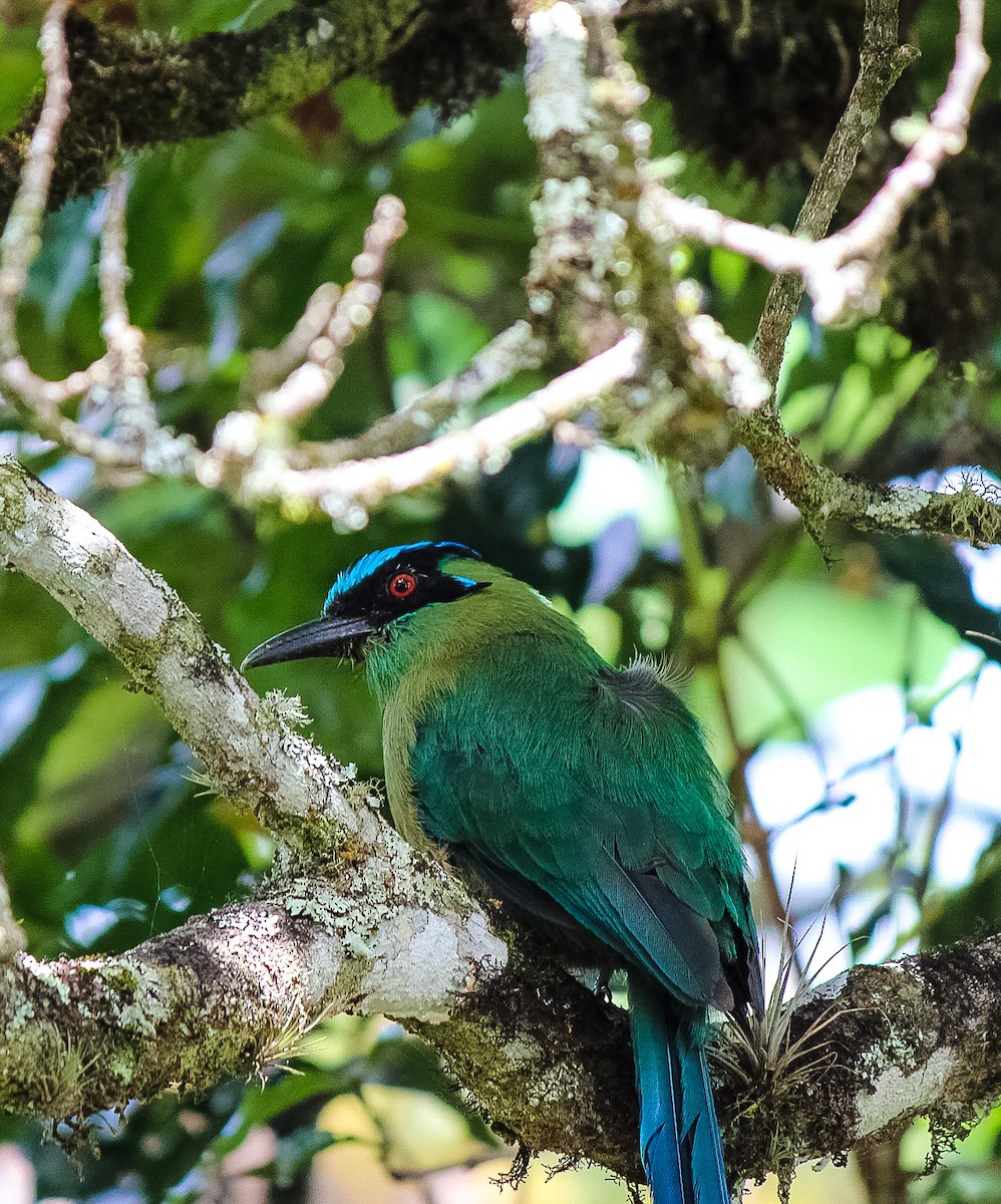 momot andský - ML110345911