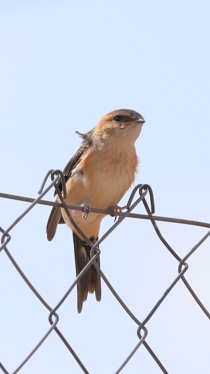 Red-rumped Swallow - ML110348411