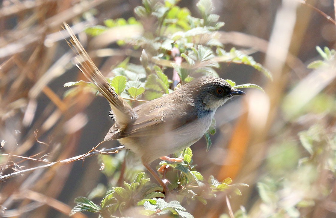 Prinia crinigère - ML110348441